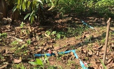 Land for sale in Pa Sang, Chiang Rai