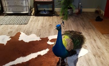 5 Bedroom House for sale in Nong Nam Daeng, Nakhon Ratchasima