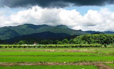Land for sale in Pong Phrae, Chiang Rai