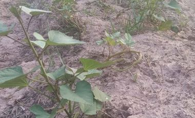 Land for sale in Mek Dam, Maha Sarakham