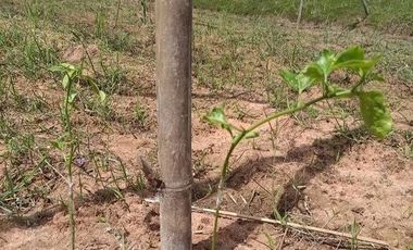 Land for sale in Mek Dam, Maha Sarakham