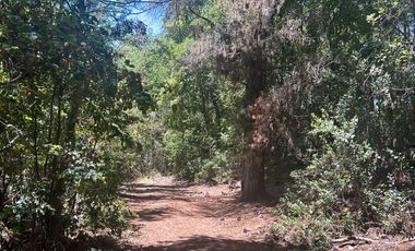 Vende 22,800 hectáreas, sector Carrizal, Nacimiento