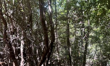 Vende 22,800 hectáreas, sector Carrizal, Nacimiento