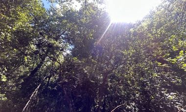 Vende 22,800 hectáreas, sector Carrizal, Nacimiento