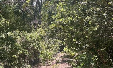 Vende 22,800 hectáreas, sector Carrizal, Nacimiento