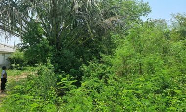 Land for sale in Don Khoi, Nakhon Pathom