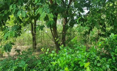 Land for sale in Don Khoi, Nakhon Pathom