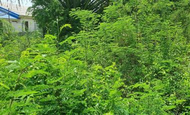 Land for sale in Don Khoi, Nakhon Pathom