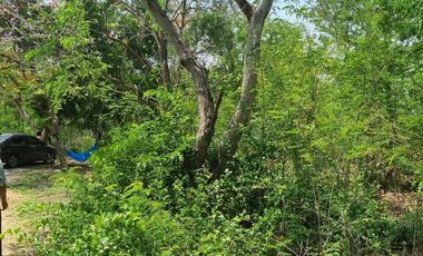 Land for sale in Don Khoi, Nakhon Pathom