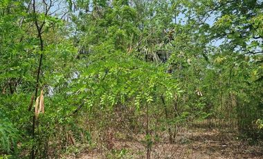 Land for sale in Don Khoi, Nakhon Pathom