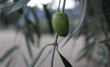 Parcela en Venta en el maiten