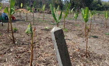 Land for sale in Ban Du, Chiang Rai
