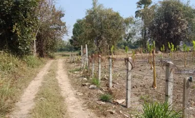 Land for sale in Ban Du, Chiang Rai
