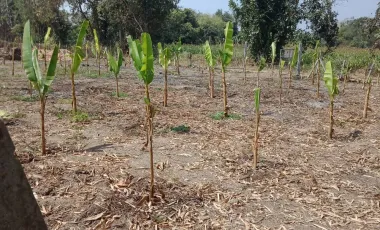 Land for sale in Ban Du, Chiang Rai