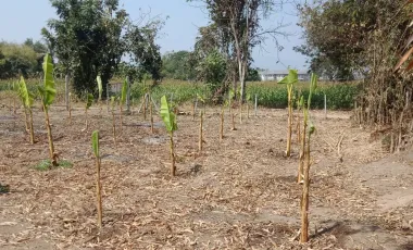Land for sale in Ban Du, Chiang Rai