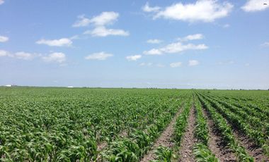 Se vende rancho agrícola Matamoros San Fernando tamaulipas