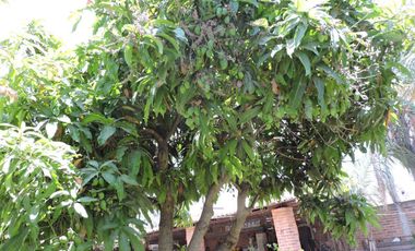 VENTA DE CASA DE CAMPO RUSTICA EN LA RIVERA DE CHAPALA
