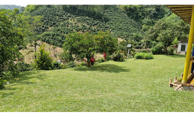 SE VENDE FINCA EN CHINCHINA PRODUCTIVA  AREA 38 CUADRAS