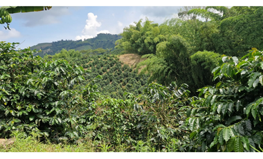 SE VENDE FINCA EN CHINCHINA PRODUCTIVA  AREA 38 CUADRAS