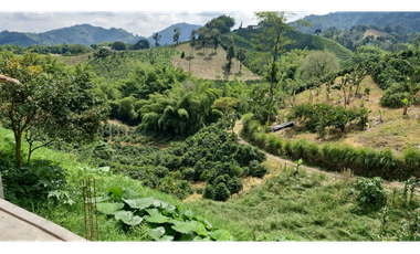SE VENDE FINCA EN CHINCHINA PRODUCTIVA  AREA 38 CUADRAS