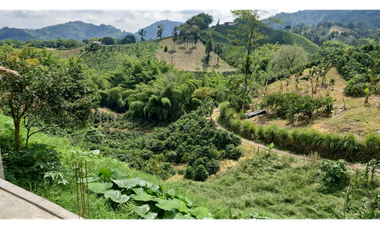 SE VENDE FINCA EN CHINCHINA PRODUCTIVA  AREA 38 CUADRAS