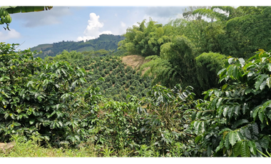 SE VENDE FINCA EN CHINCHINA PRODUCTIVA  AREA 38 CUADRAS