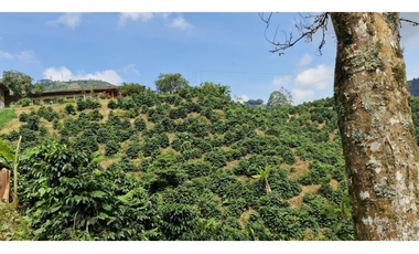 SE VENDE FINCA EN CHINCHINA PRODUCTIVA  AREA 38 CUADRAS