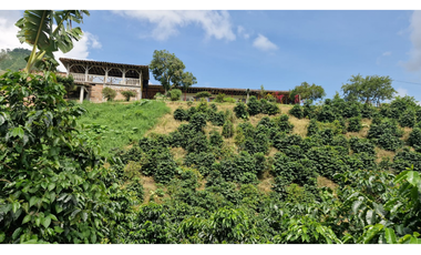 SE VENDE FINCA EN CHINCHINA PRODUCTIVA  AREA 38 CUADRAS