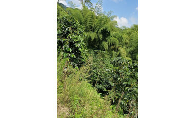 SE VENDE FINCA EN CHINCHINA PRODUCTIVA  AREA 38 CUADRAS