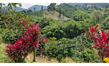 SE VENDE FINCA EN CHINCHINA PRODUCTIVA  AREA 38 CUADRAS