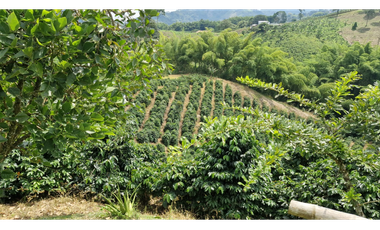 SE VENDE FINCA EN CHINCHINA PRODUCTIVA  AREA 38 CUADRAS