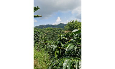 SE VENDE FINCA EN CHINCHINA PRODUCTIVA  AREA 38 CUADRAS