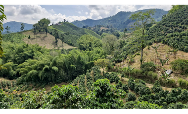 SE VENDE FINCA EN CHINCHINA PRODUCTIVA  AREA 38 CUADRAS