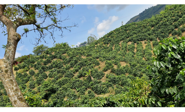 SE VENDE FINCA EN CHINCHINA PRODUCTIVA  AREA 38 CUADRAS