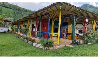 SE VENDE FINCA EN CHINCHINA PRODUCTIVA  AREA 38 CUADRAS