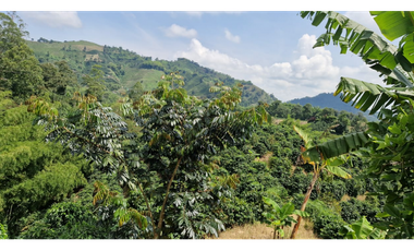 SE VENDE FINCA EN CHINCHINA PRODUCTIVA  AREA 38 CUADRAS