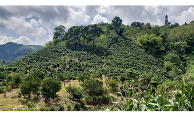 SE VENDE FINCA EN CHINCHINA PRODUCTIVA  AREA 38 CUADRAS