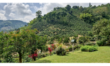 SE VENDE FINCA EN CHINCHINA PRODUCTIVA  AREA 38 CUADRAS