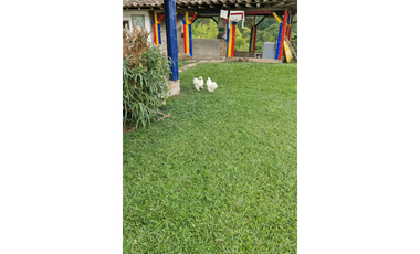 SE VENDE FINCA EN CHINCHINA PRODUCTIVA  AREA 38 CUADRAS