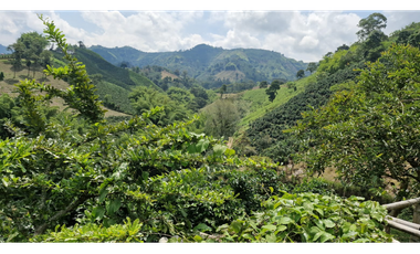 SE VENDE FINCA EN CHINCHINA PRODUCTIVA  AREA 38 CUADRAS