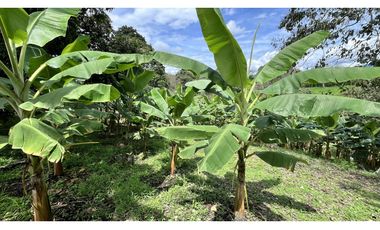 VENTA DE FINCA EN QUIMBAYA, QUINDO, COLOMBIA