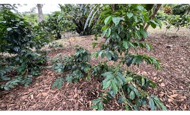 VENTA DE FINCA EN QUIMBAYA, QUINDO, COLOMBIA