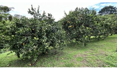 VENTA DE FINCA EN QUIMBAYA, QUINDO, COLOMBIA