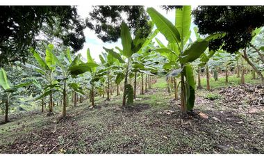 VENTA DE FINCA EN QUIMBAYA, QUINDO, COLOMBIA