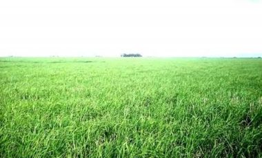 Terreno en Venta en Darragueira, Puán, Resto de la Provincia, Buenos Aires, Argentina