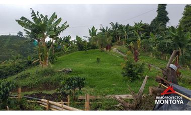 Finca cafetera tecnificada vía a Marsella