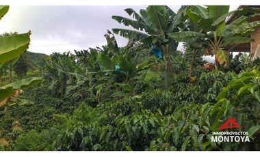 Finca cafetera tecnificada vía a Marsella