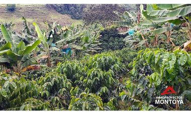 Finca cafetera tecnificada vía a Marsella