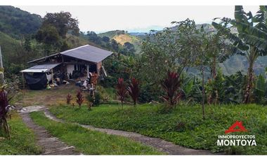 Finca cafetera tecnificada vía a Marsella