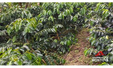 Finca cafetera tecnificada vía a Marsella